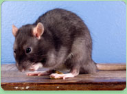 rat control Ilford