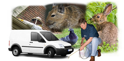 Ilford local van